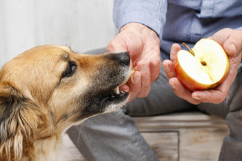 Fruits You Can Give Your Dog