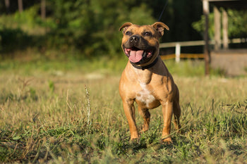 Is the Staffordshire Bull Terrier the Dog for You?