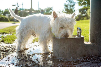 Does My Dog Need More Water In Winter?