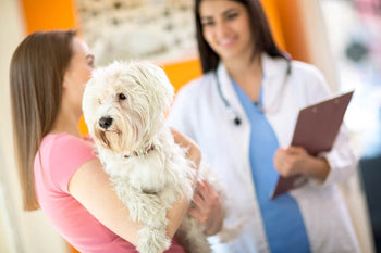 Are There Vaccination Alternatives For Dogs?