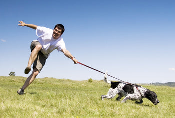 Why is it Good to Exercise a Dog before Training?