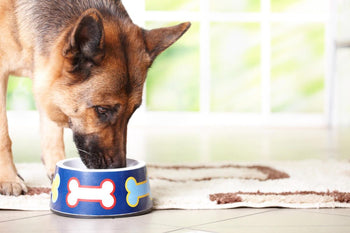 How To Keep Your Dog Food Fresh