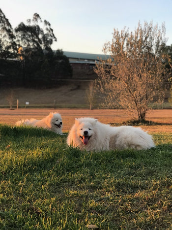 frosty and casper