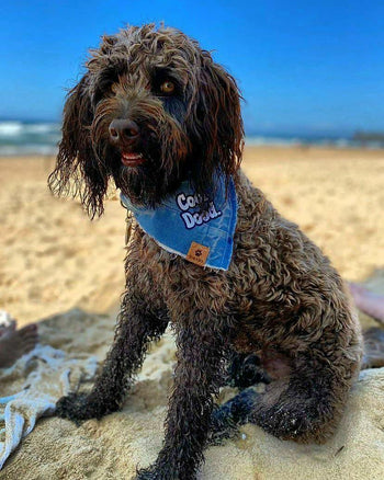 Kobi