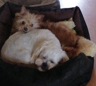 Teddy and Millie