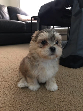 Baxter
