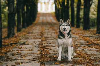 Is the Siberian Husky the Dog for You?