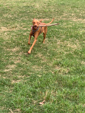 Lexi