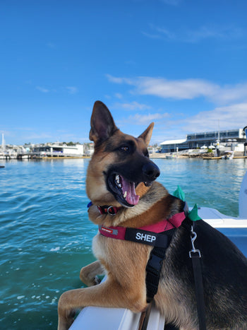 SHEP