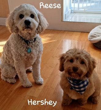 Reese &amp; Hershey