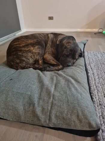 Nala