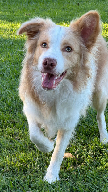 Jax