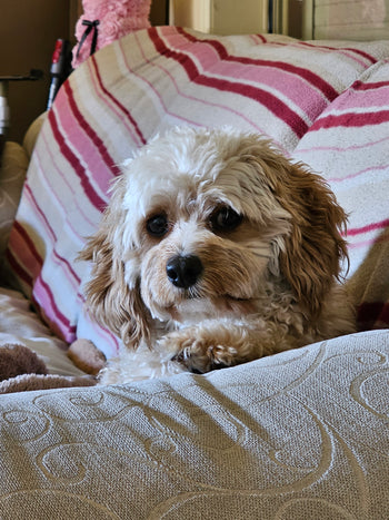 Tilly
