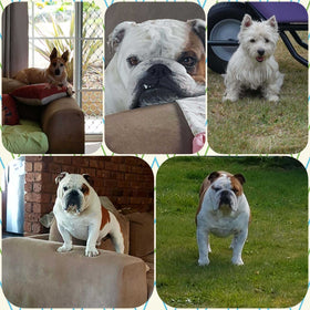 Buckley, Busta, Maggie-Mae, Elvis, Georgie