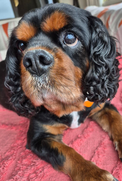 Scoutie