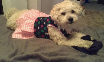 Dolly