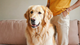 Best Dog Food for Gut Health in Australia