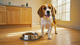 Best Dog Food in Australia: What Most People Get Wrong