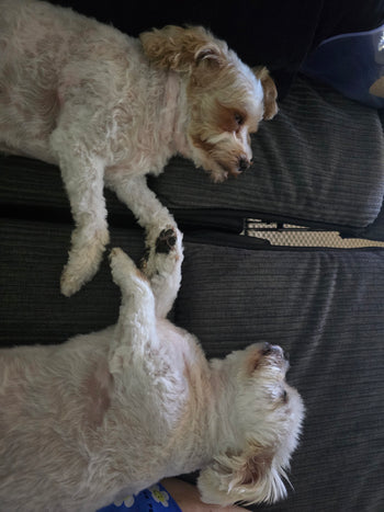 Molly / Pippa