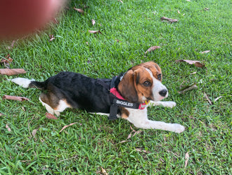 Biggles