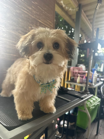 Fluffy