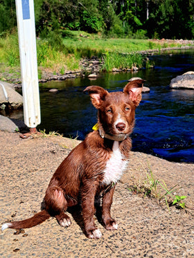 Bindi