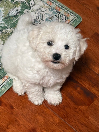 Pippa