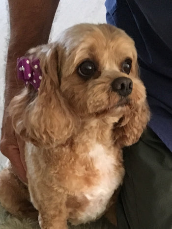 Pebbles