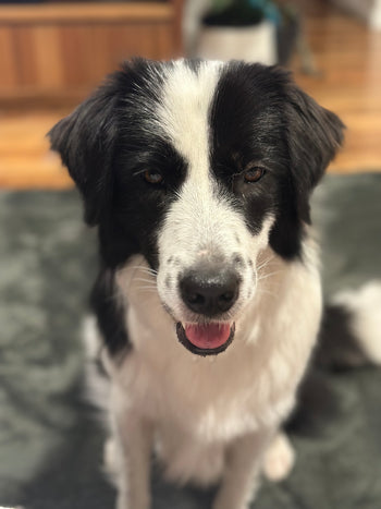 Elsie