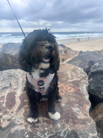 Zoe