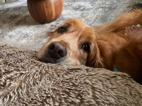 Ollie