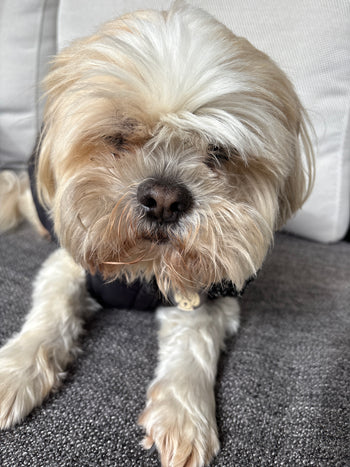 Buddy