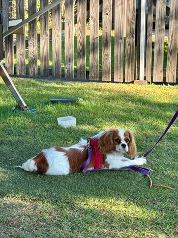 Pippa