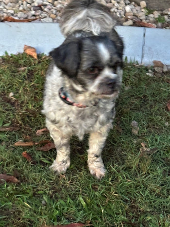 Charlie