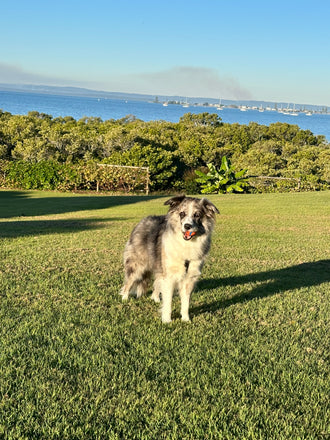 Maude