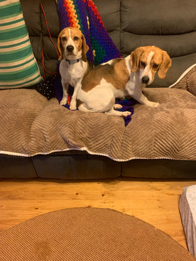 Kona and Cosmo