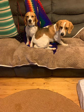 Kona and Cosmo