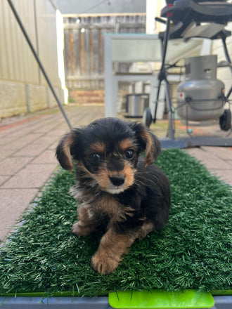Winston