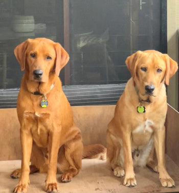 Elvis & Ottis