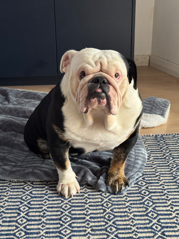 Bruno