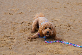Tilly