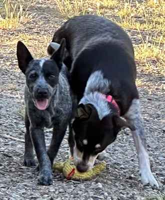 Rango&Harriet