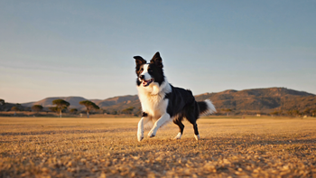 Fuelling a Border Collie: The Working Dog Dry Food Blueprint for All-Day Energy