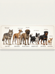 From Wolves to Whippets. How Human Selection Shaped the Diversity of Modern Dog Breeds