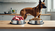 High-Protein Dog Food vs. Standard Protein Formulas: What the Difference Means for Your Dog