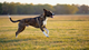 How to Feed an Active or Working Dog for Peak Performance: A High-Protein Nutrition Guide