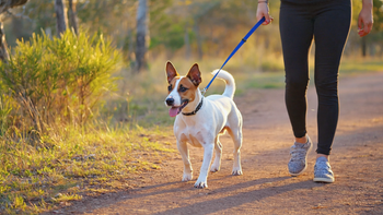 Jack Russell Terriers: Small Dog, Huge Energy - Why Calorie-Dense Dry Food Is Essential