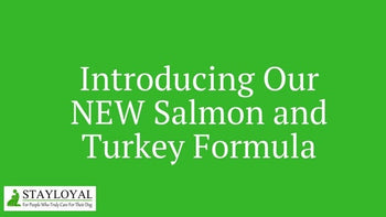 Introducing Our Salmon and Turkey Formula