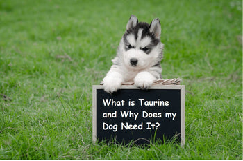 What is Taurine and Why Does my Dog Need It?