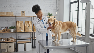 What Your Dog's Poop Is Telling You About Their Diet: A Complete Australian Health Guide